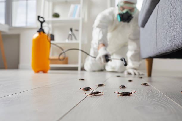 Post-Treatment Bed Bug Interceptor Monitoring in Deer Park